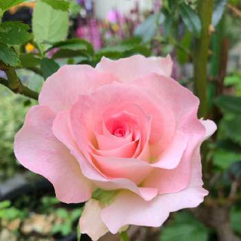 ピンク色のバラの画像 by ❤︎Hypnotic❤︎さん | 玄関とピンク色のバラと@玄関外道路沿いと花と暮らすとピエールドゥロンサール。と可愛い♡