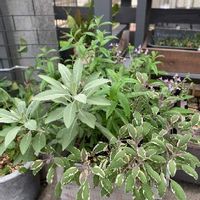 ハーブの寄せ植え 相性の良い組み合わせやおすすめの種類は Greensnap グリーンスナップ