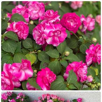 薔薇咲きインパチェンス♡の画像 by charkunさん | 小さな庭とインパチェンスと薔薇咲きインパチェンスと薔薇咲きインパチェンス♡とインパチェンス♡とピンク色と今日のお花と可愛いと真っ赤な火曜日