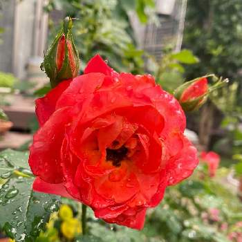 バラ　クリウテの画像 by レオラムさん | 小さな庭とばら バラ 薔薇と春の花たちとおうち園芸とバラ　クリウテと美しすぎる❤