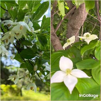 エゴノキ(白)の画像 by ナルコさん | お出かけ先とエゴノキ(白)と出会いに感謝♡と里山と白い花とヤマボウシ♪