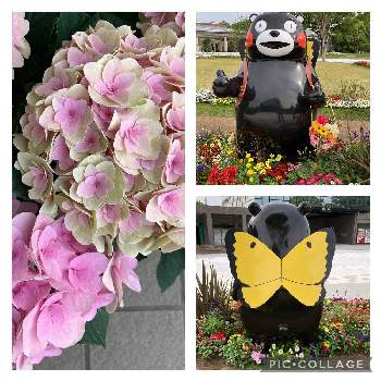 熊本花博の画像 by えむさん | お出かけ先と花のある暮らし♡と全国都市緑化くまもとフェアとオケツの日と感謝と熊本からとくまもと花とみどりの博覧会と熊本花博と癒しのひと時