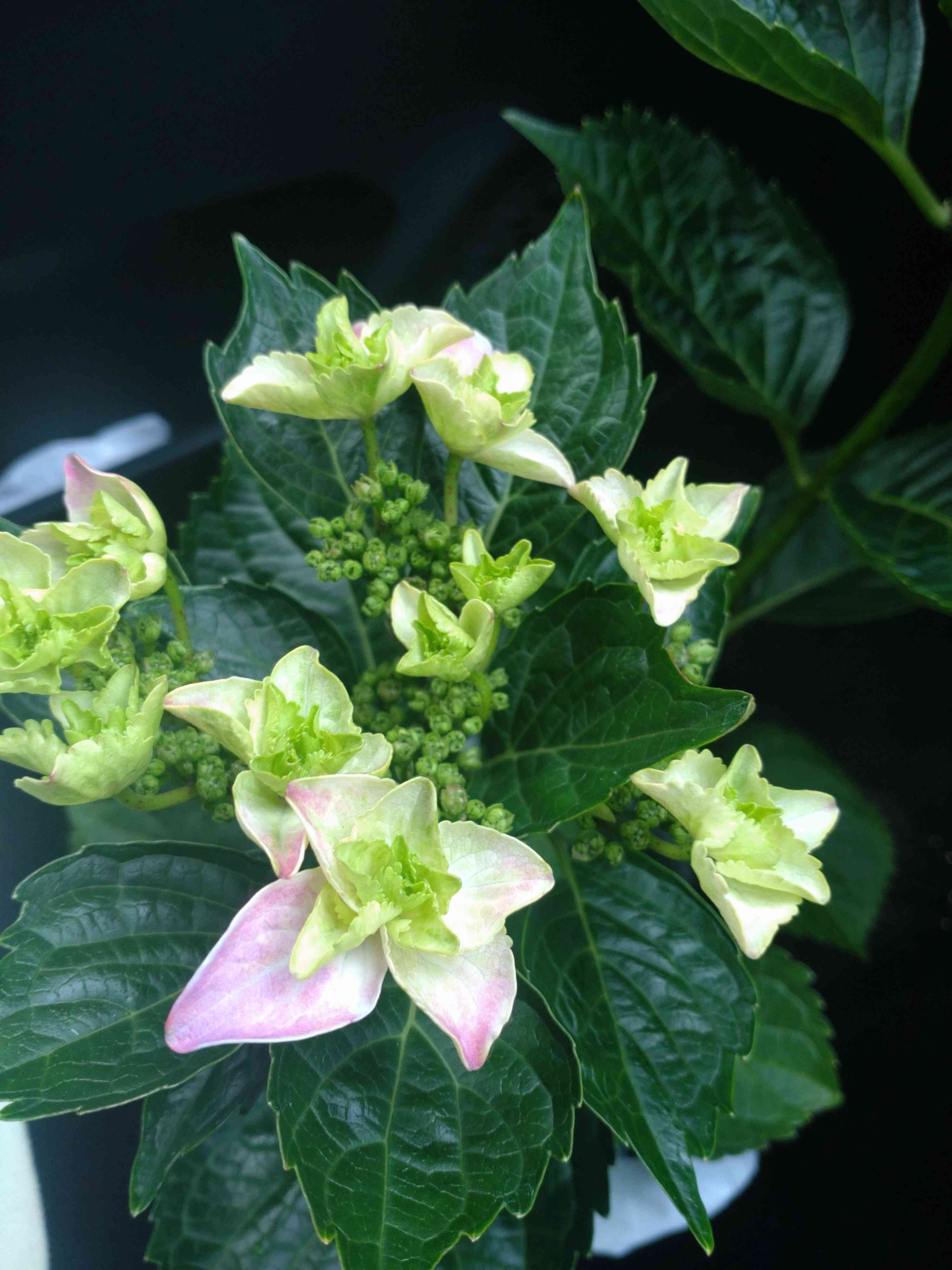 紫陽花 きらきら星の一覧｜🍀GreenSnap（グリーンスナップ）