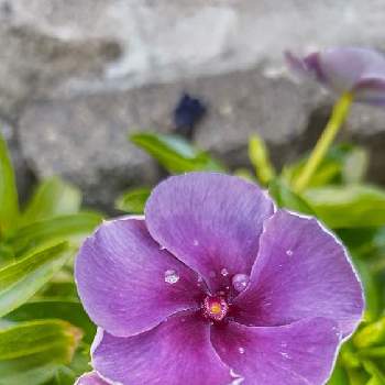 心落ち着くの画像 by ウーゲデールさん | アプローチと渋い色合いと心落ち着くと紫色の花と夏の花と美しいと 日々草