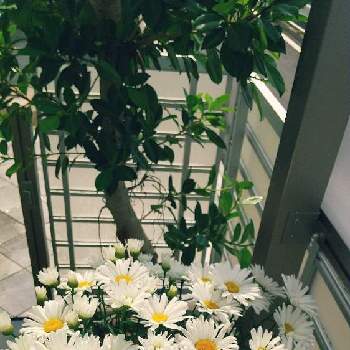 レウカンセマム・デイジーメイの画像 by MINAKOさん | 小さな庭とレウカンセマム・デイジーメイと#PWとレウカンセマム デイジーメイ