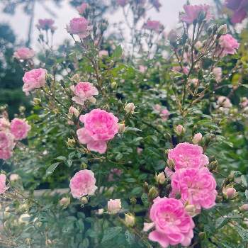 小輪の画像 by hanさん | 小さな庭とつる薔薇　舞姫とピンクと小輪とばら バラ 薔薇