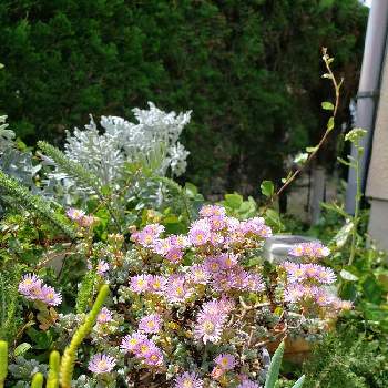 琴爪菊の画像 by mofmofspangleさん | 小さな庭と琴爪菊