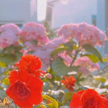 八重咲きインパチェンスの画像 by 3079 Flower Gardenさん | 小さな庭と八重咲きインパチェンスとアジサイとみどりのある暮らしと癒しの時間とお花を楽しむと今日のお花とガーデニングとお花のある生活