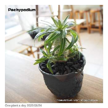 パキポディウム イノピナツムの画像 by GARDEN DECKS KIYOTAさん | 部屋とパキポディウム イノピナツムとOne plant a dayとパキポディウム属と塊根植物と鉢植えとトゲトゲのある暮らしと北海道の庭