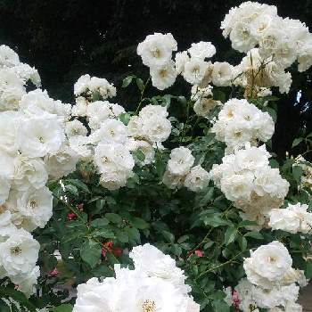 良い香りの花の画像 by フラワーポットさん | お出かけ先と薔薇と白い花と季節の花とばら バラ 薔薇と良い香りの花