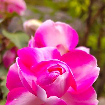 バラ咲きインパチェンスの画像 by npaさん | 小さな庭とバラ咲きインパチェンスとバラ咲きインパチェンス☆とインパチェンス♡とバラ咲きインパチェンス　カリフォルニアローズとにわと今日のお花