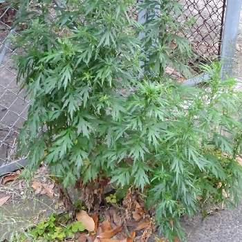 大麻草の投稿画像一覧 Greensnap グリーンスナップ