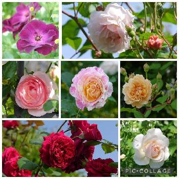 薔薇 クロード・モネの画像 by はなさん | 小さな庭とピエールドゥロンサールとつるジュリアとテス·オブ·ダーバービルズとレッチフィールドエンジェルとバーガンディ･アイスバーグとつるバラ コーネリアと薔薇 クロード・モネとウクライナに平和をとありがとう❤️と花に癒されてと小さな幸せ♡と薔薇の咲く庭と花のある暮らし