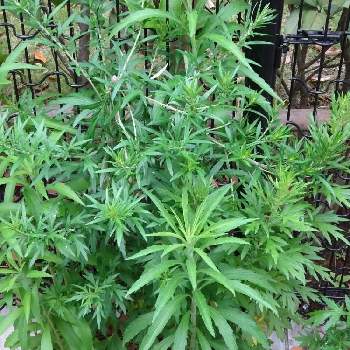 大麻草の投稿画像一覧 Greensnap グリーンスナップ