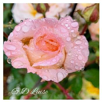 美しい薔薇の画像 by はっぴーさん | 小さな庭とばら バラ 薔薇とガーデニング大好きときれいなお花と美しい薔薇とお花に癒される日々と花のある暮らしとかわいいとG.D.ルイーズと綺麗なお庭にしたいとかわいいお花
