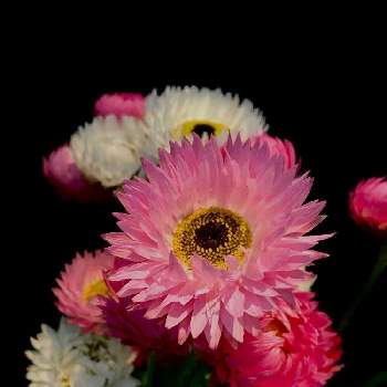 ローダンセの投稿画像一覧 Greensnap グリーンスナップ