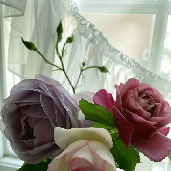あおい 薔薇の画像 by ゆきりんさん | 窓辺とピエールドゥロンサールとバラ あおいとしのぶれどとバラ・ピエールドゥロンサールとかわいいのが好きとナチュラルガーデンとあおい 薔薇としのぶれど♡とお花に癒される日々と花のある暮らし