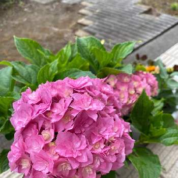 かわいい色の画像 by yukiさん | 玄関と開花中とかわいいピンク色♡と紫陽花 アジサイ あじさいとアジサイ　紫陽花とかわいい色とかわいい花