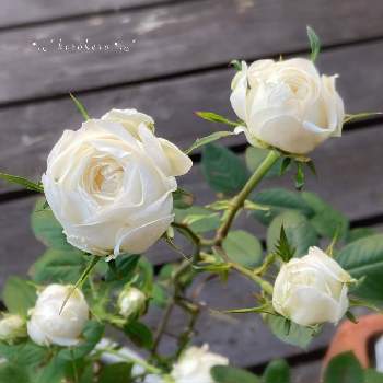 白い薔薇♡の画像 by けろけろさん | 小さな庭とミニバラグリーンランドと白い薔薇♡とバラ 鉢植えと鉢植えと白い花とバラ・ミニバラ