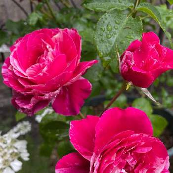 絞りの画像 by Angela350さん | 広い庭とフランボワーズバニーユと絞りとあざやか！とバラと暮らすとかわいいつぼみといやされる♡とつるバラとありがとうとピンクとつぼみがたくさんと薔薇 ほほえみと花のある暮らしと微笑み