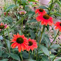 エキナセア,エキナセア,ブルースター,エキナセア シャイアンスピリット,エキナセア シャイアンスピリットの画像