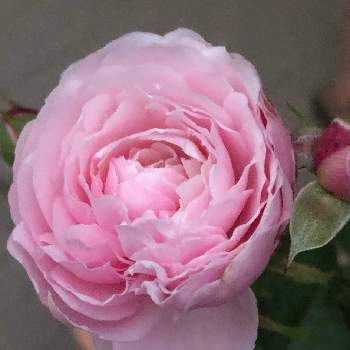 プリュムの画像 by suryaさん | プリュムとバラとバラの庭とばら バラ 薔薇とピンク❤︎ピンクとお家園芸と河本ローズと私の庭と花のある暮らしとバラ・ミニバラ