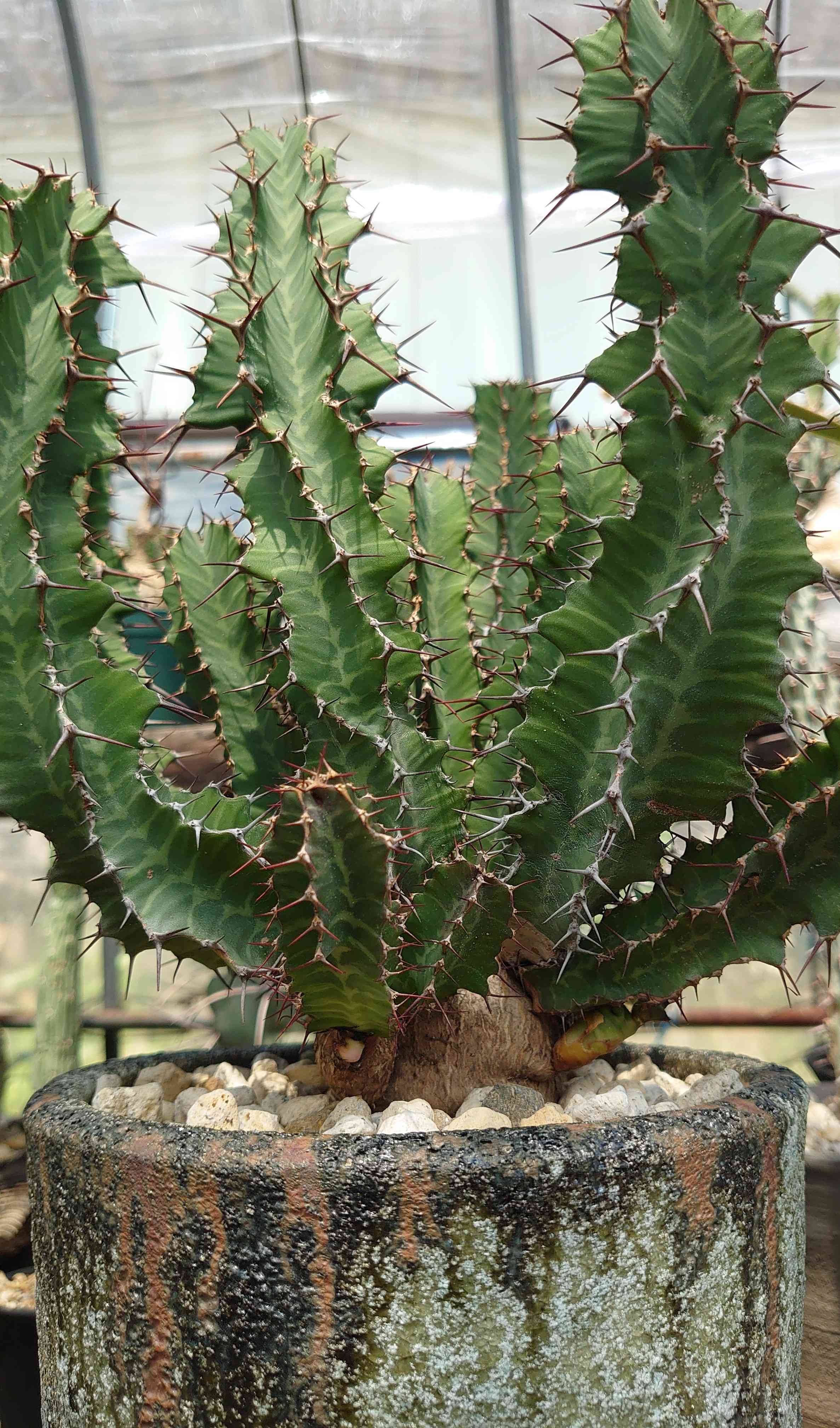 Euphorbia perangusta の一覧｜🍀GreenSnap（グリーンスナップ）