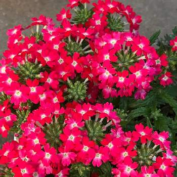 色鮮やかの画像 by あーちゃんさん | 小さな庭とバーベナと色鮮やかときれい♡と赤い花とお花は癒し♡とかわいい❤