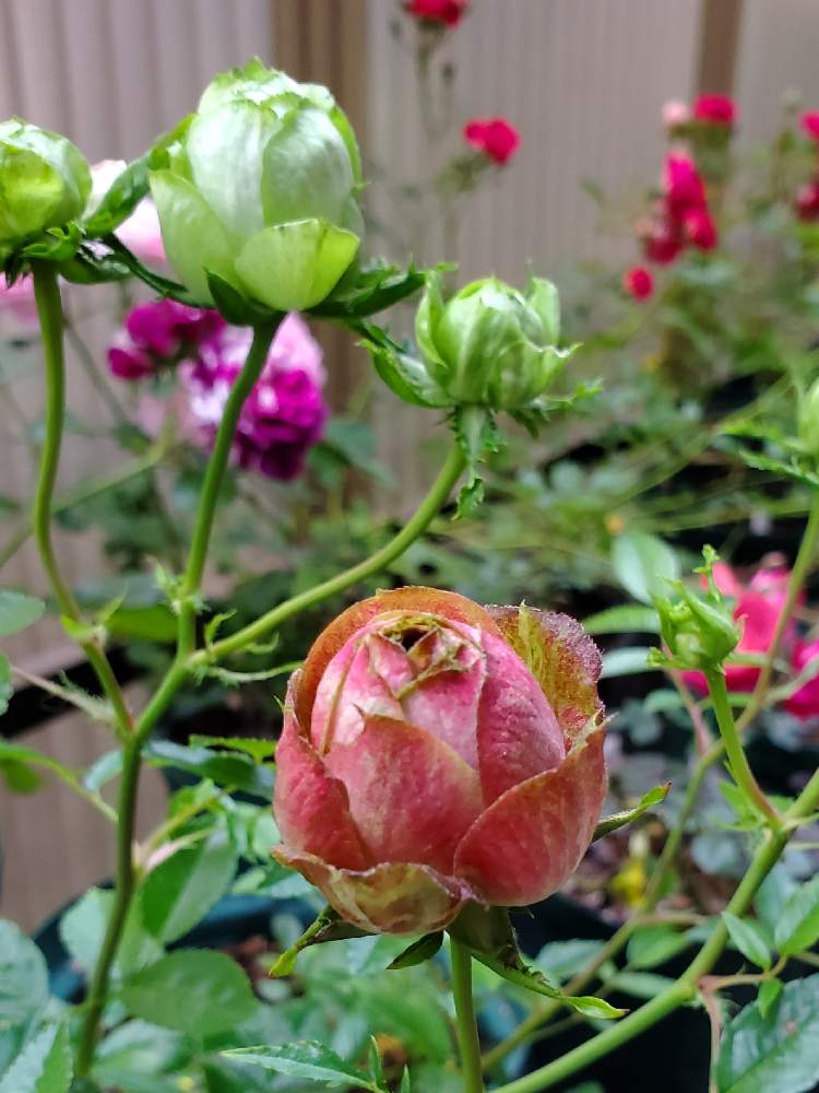 ミニバラ バラの投稿画像 By 園芸部員さん バラとコンキュサーレとばら バラ 薔薇と枝変わりと花が咲いたとバラ 切り花品種とバラ ミニバラとばら バラ 薔薇と枝変わりと花が咲いたとバラ 切り花品種とバラ ミニバラ 22月5月31日 Greensnap グリーン