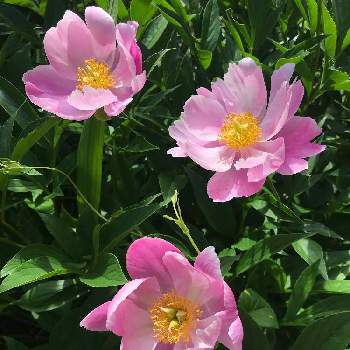 シャクヤクピンクの画像 by たまさん | 広い庭と幸せとガーデンとピンクの花と愛でれると癒しと芍薬 シャクヤク ピオニーと芍薬♡と美しいと綺麗と癒し…♡とシャクヤク( 芍薬 )とシャクヤクピンク
