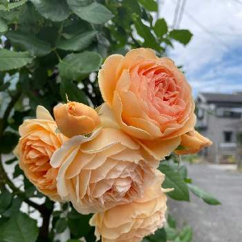 バラクラウンプリンセスマルガリータの投稿画像一覧 Greensnap グリーンスナップ