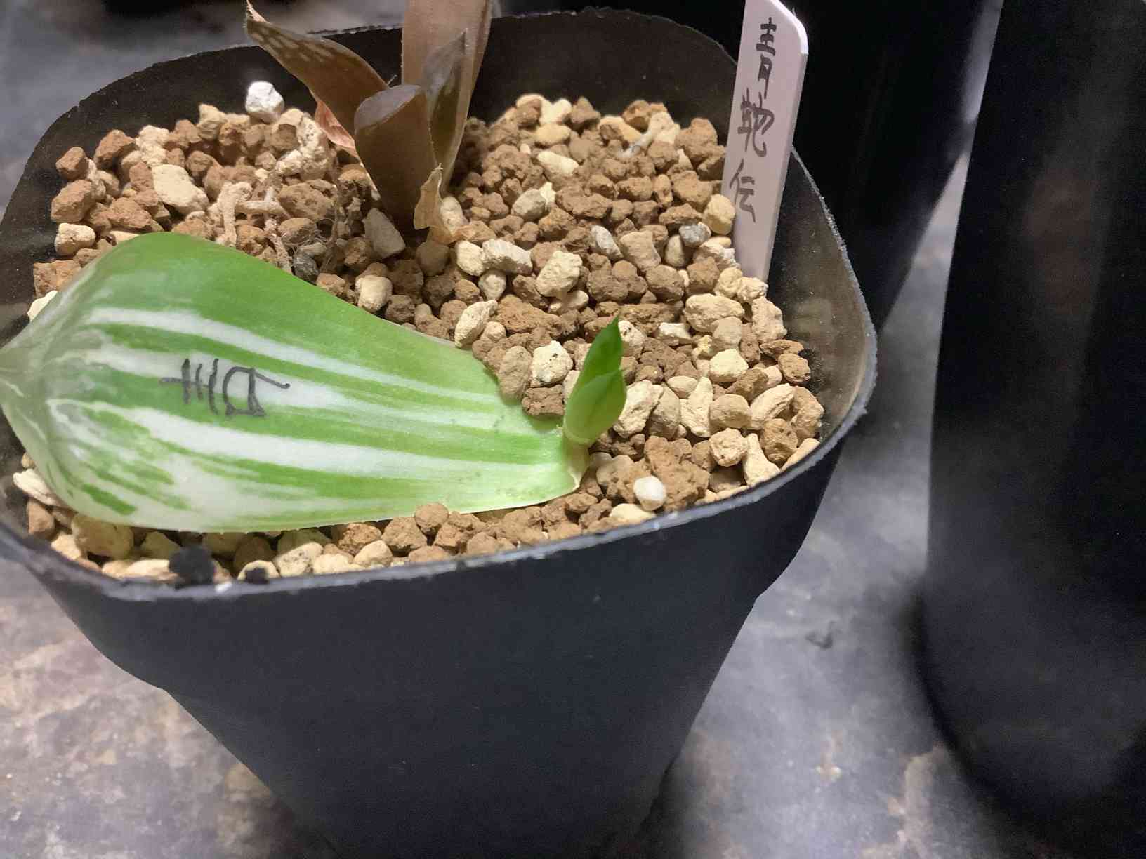 ハオルチア 青蛇伝の一覧|🍀GreenSnap(グリーンスナップ) ハオルチア 青蛇伝の一覧|🍀GreenSnap(グリーンスナップ)