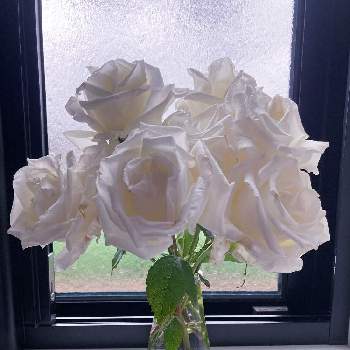 ベルサイユのばら オスカルフランソワの画像 by れいちるさん | 窓辺とベルサイユのばら オスカルフランソワとお気に入りと私の癒しと白薔薇.と私の宝物～❤と平和を願う☆と毎年咲くと小さな小さな庭と花のある暮らし