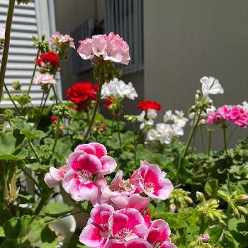 お花大好き❤の画像 by ままさんさん | 小さな庭と花のある暮らしとお花大好き❤とおうち園芸