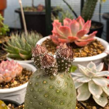ãããã«ã¯ã¿ã¹ Tephrocactus (22) å€§æ ªã²ãªã¡ããªã¯ã¹ ãµããã³ åç²