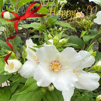 梅花ウツギベルエトワールの投稿画像一覧 Greensnap グリーンスナップ 梅花ウツギベルエトワールの投稿画像一覧 Greensnap グリーンスナップ