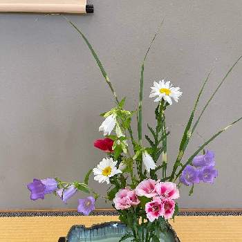 和の趣の画像 by mimikomamaさん | 和室とホタルブクロとフキアゲギクとカンパニュラとヤバネススキとゴテチャと和の趣とピンクの花と床の間と山野草と季節の花と花のある暮らしとアレンジメントと生け花