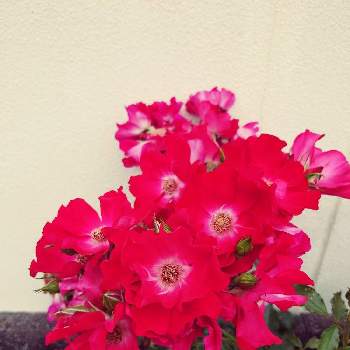 ひらひらの花ビラの一覧 Greensnap グリーンスナップ