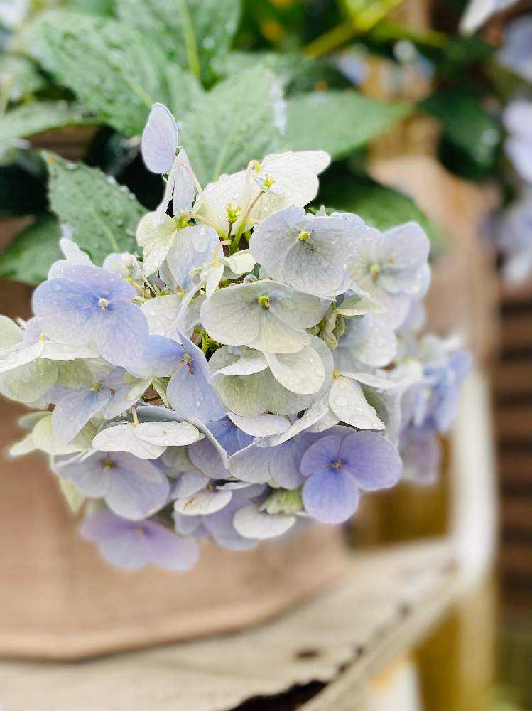 sold out?《アジサイ苗 紫陽花 クリスタルヴェール 開花