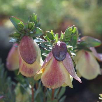 ピメレア ピソディスの投稿画像一覧 Greensnap グリーンスナップ ピメレア ピソディスの投稿画像一覧 Greensnap グリーンスナップ