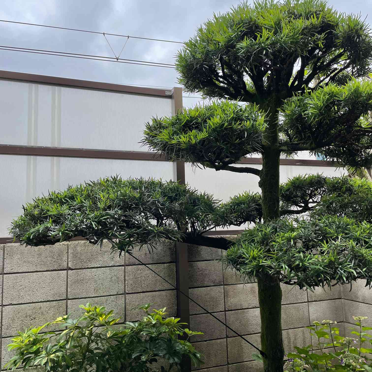 羅漢松の剪定とランドスケープ｜🍀GreenSnap（グリーンスナップ）