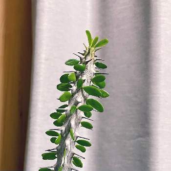 アローディア属の画像 by クロシロさん | 部屋とアローディア・プロセラと観葉植物と珍奇植物とアローディア属