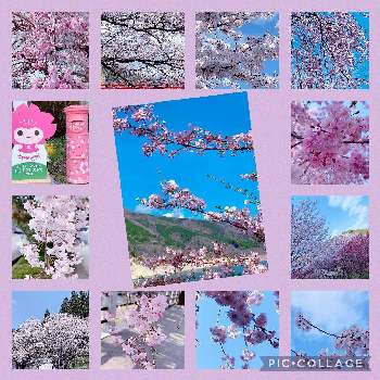 ❤️桜リレー♬の画像 by tanoさん | yu ＆ゆうクラブとチーム岐阜とＧＳの皆様に感謝と素晴らしいと有り難う桜(さくらサクラ)2022年また会いましょうと上を向いて歩こうと桜(さくら)リレーとお出掛け先と❤️桜リレー♬と可愛いと綺麗だなぁと優しい気持ちと毎日楽しくと素敵