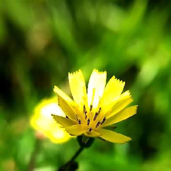 陽に照らされての画像 by ケサランパサランさん | 小さな庭とヤブタビラコと1年草と陽に照らされてとアップ写真とにわとマクロ撮影とキク科と黄色の花と雑草