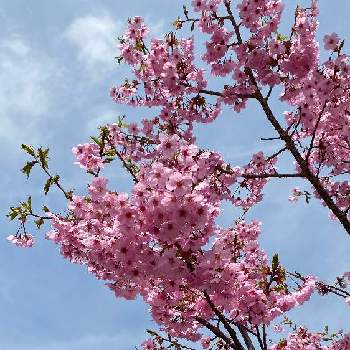 八重桜の画像 by ミントさん | 八重桜