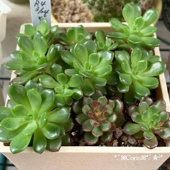 バッシュフルの投稿画像一覧 Greensnap グリーンスナップ