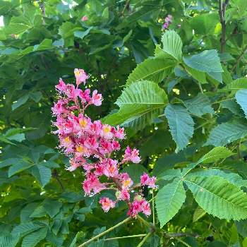 マロニエの花の一覧 Greensnap グリーンスナップ