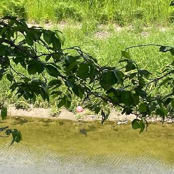 桜の葉の画像 by のんのんさん | お出かけ先とピンクのボールと桜の葉といつもの川✨と多様性を愛する会