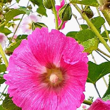 梅雨葵の投稿画像一覧 Greensnap グリーンスナップ