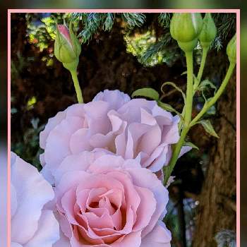 ピンクフレンチレースの画像 by なおちゃんさん | 小さな庭とバラ、薔薇、ばらとピンクフレンチレースと地植えとガーデニングと花のある暮らしとおうち園芸